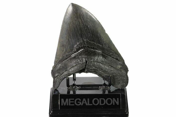 Fossil Megalodon Tooth - South Carolina #160258